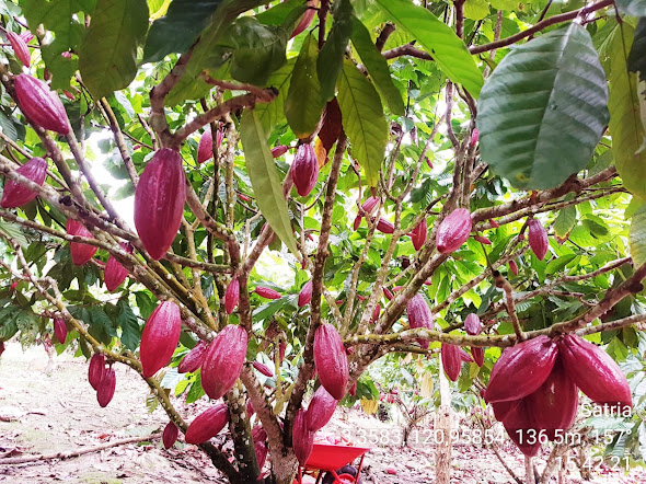 Kunci Keberhasilan Kakao Berawal dari Benih Unggul